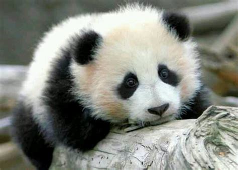 Panda Bear Cub | Animals | Pinterest | Cubs, Panda bears and Bear cubs