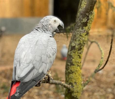 Gray parrots separated at zoo after swearing a blue streak | iNFOnews ...