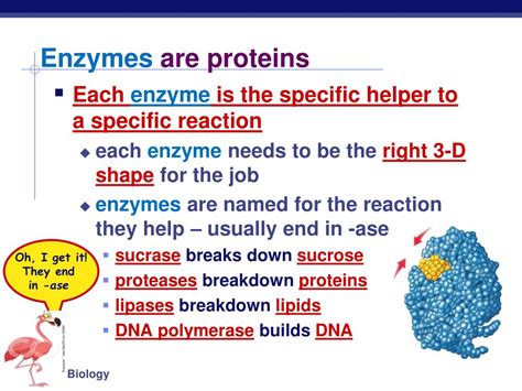 PPT - Proteins – Multipurpose molecules PowerPoint Presentation, free ...