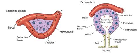 Write the difference between enzyme and hormone.