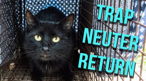 How to Trap a Feral Cat for TNR – HousePetsCare.com