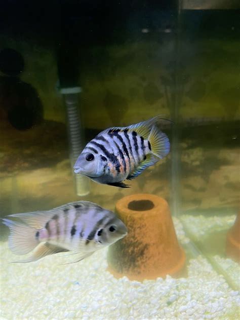 Polar Blue Parrot Cichlid Breeding Pair High Quality Colorful(qty2 ...