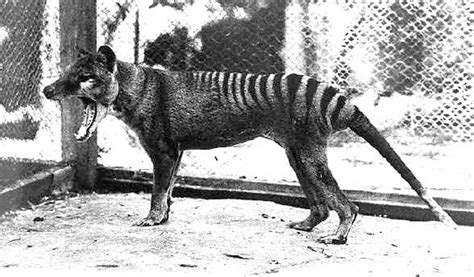 Scientists try to 'de-extinct' Australia's Tasmanian tiger - The ...