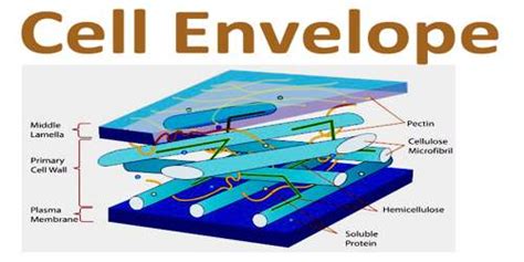 Cell Envelope - Assignment Point