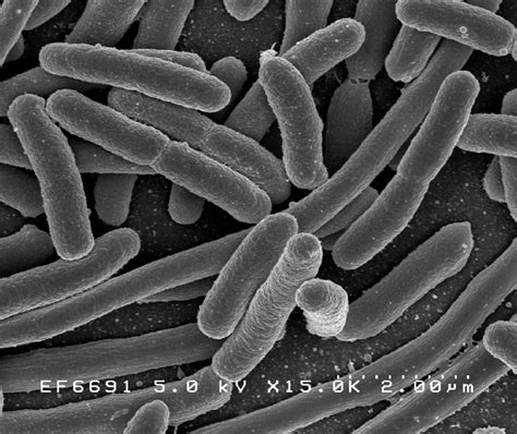 Bacteria - Wikipedia