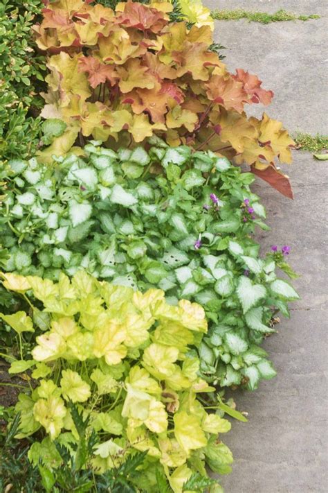 21 Stunning Perennial Ground Cover Plants That Thrive in the Shade ...