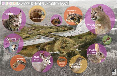 Wildlife Crossing Update: A Look At Plans For The Massive Bridge To ...