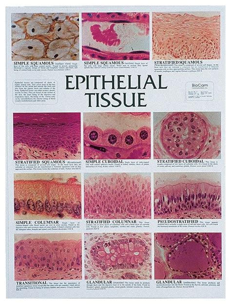 Identifying Epithelium | Images and Photos finder