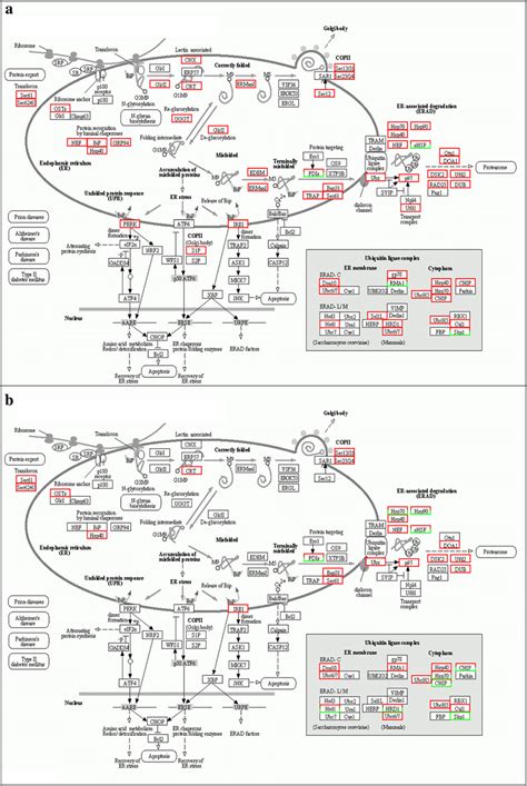 KEGG pathway visualization of Protein processing in endoplasmic ...