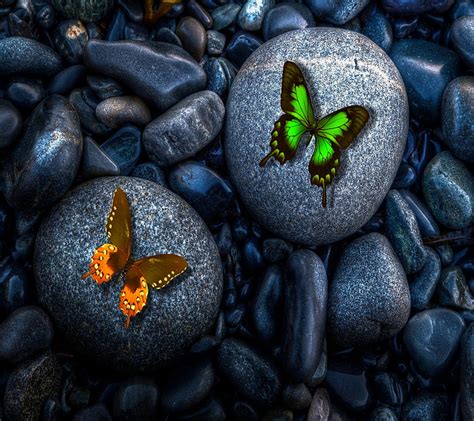 Butterfly, stone, HD wallpaper | Peakpx