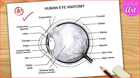 Eye Diagram Easy to Draw / Labelled Diagram of Human Eye Anatomy - Step ...