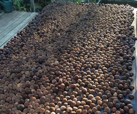 Black Walnut Harvesting & Processing : 11 Steps (with Pictures ...