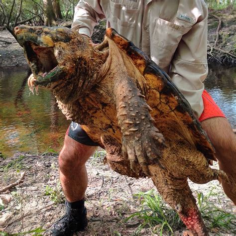 Alligator Snapping Turtle Bite Force Psi / But with a bite force of ...