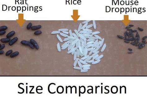 Rat Poop 101: How to Identify and Clean Rat Droppings Safely