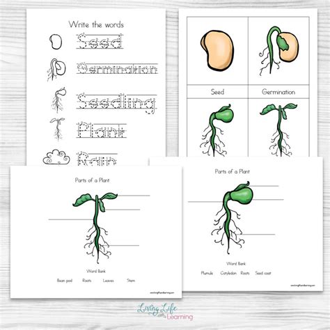 Plant Life Cycle Worksheets for Kids