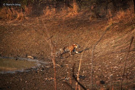 Tadoba Andhari Tiger Reserve Tales – Day 2 – Evening Safari – Nanchi.blog