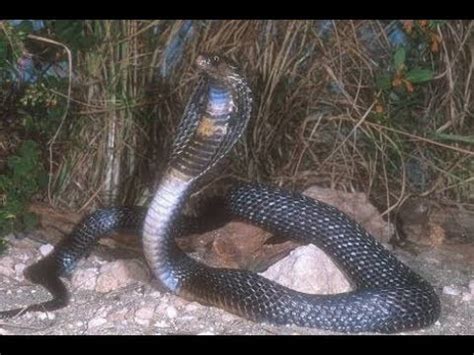 Black Mamba Vs King Cobra Fight Comparison Who Will Win