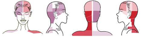 Greater Occipital Nerve Innervation