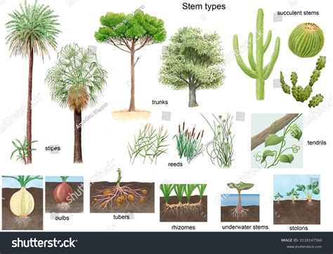 1,622 Types of plant stems Stock Illustrations, Images & Vectors ...