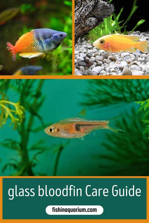 Glowlight Danio Care Guide for Beginners | Fishinaquarium | Glowlight ...