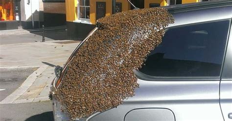 Swarm of 20,000 bees chase car to rescue queen trapped inside