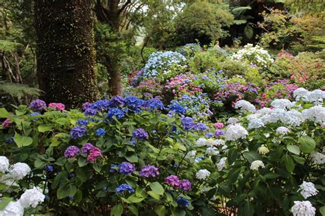 Fun in the Sun: Best Hydrangeas to Grow in Full Sun | Espoma Organic