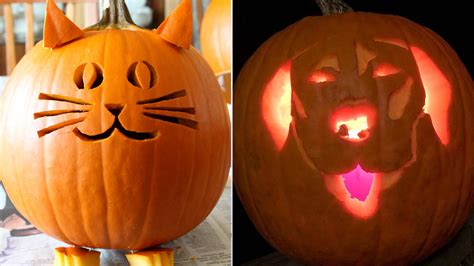 8 spooktacular cat and dog pumpkin carving ideas you will love this ...