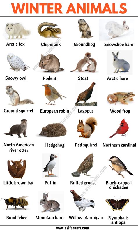 Winter Animals: List of 20+ Best Winter Animals in English - ESL Forums