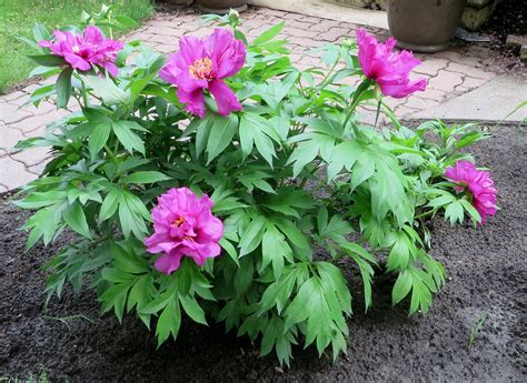 Paeonia Itoh Hybrid ‘Morning Lilac’ | Kiefer Nursery: Trees, Shrubs ...