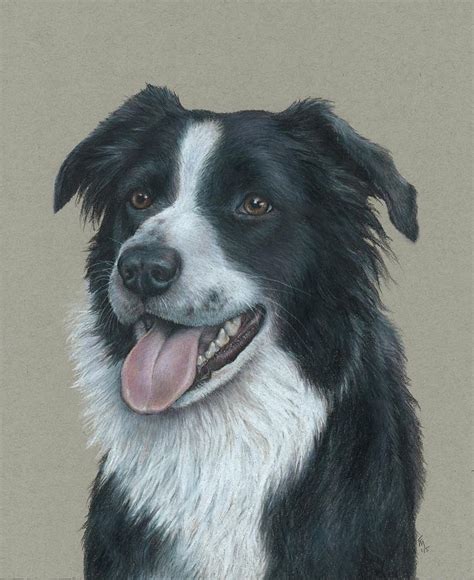 Border Collie Portrait Drawing by Fran Megerdichian