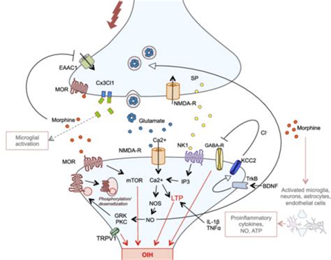 Opioid-induced hyperalgesia - ANS Biotech