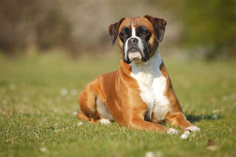 15 Popular Brown Dog Breeds