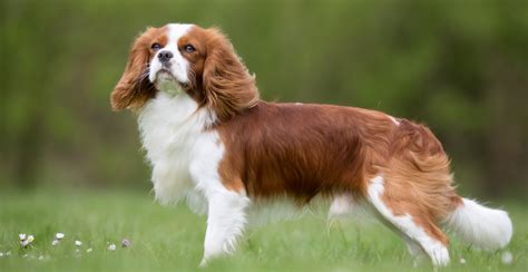 Cavalier King Charles Spaniel Breed Guide - UK 2021 | NewPup