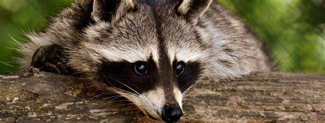 Benefits of Preventive Raccoon Control: How Can Hawkeye Help Protect ...