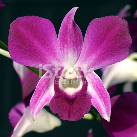 Pink Dendrobium Orchid Stock Photo | Royalty-Free | FreeImages