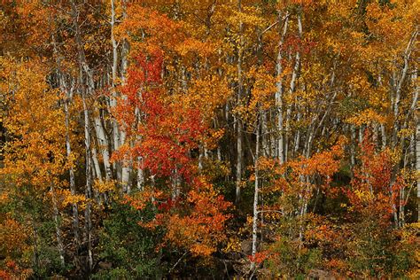 Fall Colors Grand Mesa Photograph by Ernie Echols - Fine Art America