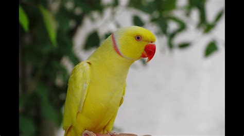 Yellow Indian Ringneck Talking Parrot Amazing - YouTube