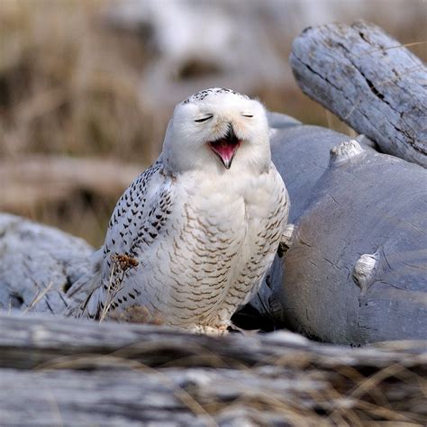 Shoreline Area News: For the Birds: Snowy Owls—Have you seen one this year?