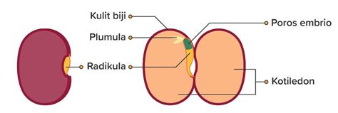 Jelaskan struktur biji tumbuhan....