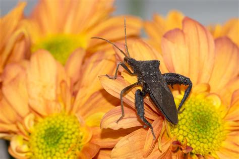 Leaf-footed Bug (Acanthocephala femorata) - EcoRegistros