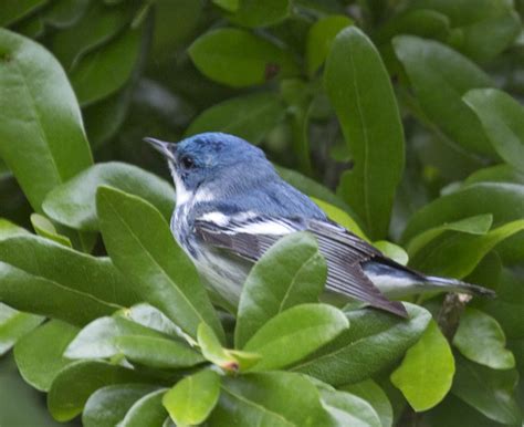 Pictures and information on Cerulean Warbler