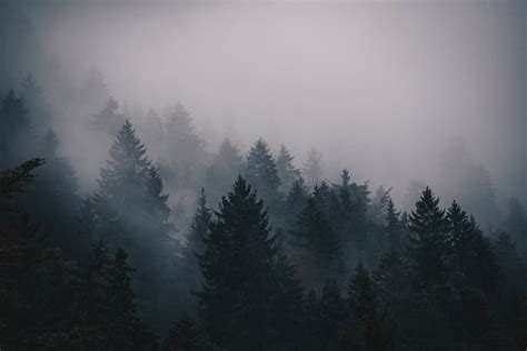 Tall trees with fog HD wallpaper | Wallpaper Flare