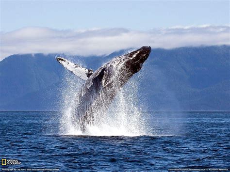 Humpback Whale Wallpapers - Wallpaper Cave