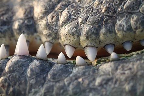 Top 60 Alligator Teeth Stock Photos, Pictures, and Images - iStock