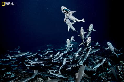 Rare Photos of a Shark Feeding Frenzy | PetaPixel