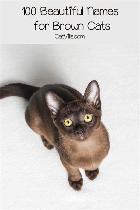 100 Beautiful Brown Cat Names for Your Mocha-Colored Kitty