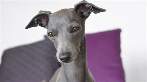 Italian Greyhound Colors: An Overview with the Cutest Photos