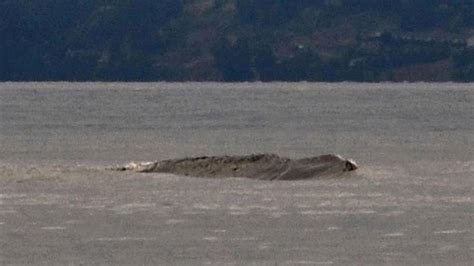 Canada’s Loch Ness Monster, the legendary Ogopogo lake monster, caught ...