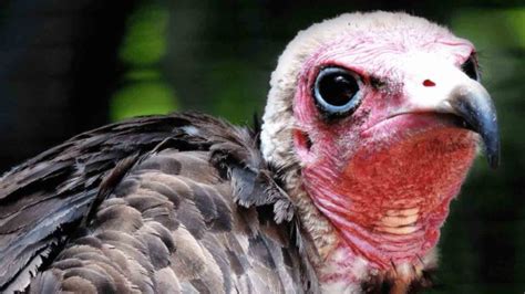 Hooded Vulture - Honolulu Zoo Society