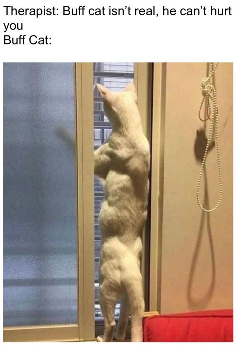 Buff Cat Buff Cat Buff Cat Buff Cat Buff Cat : r/memes